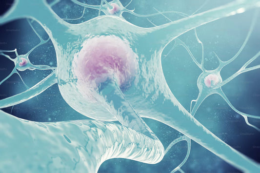 CJC-1295 and Ipamorelin: An Overview of Current Research